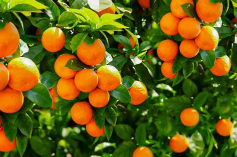 11 Dwarf Fruit Trees You Can Grow in Small Yards