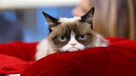 Grumpy Cat Friday - Quotes Viral