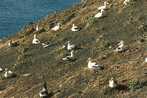 Free picture: short tailed, albatross, nesting