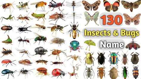 Insects And Bugs With Names