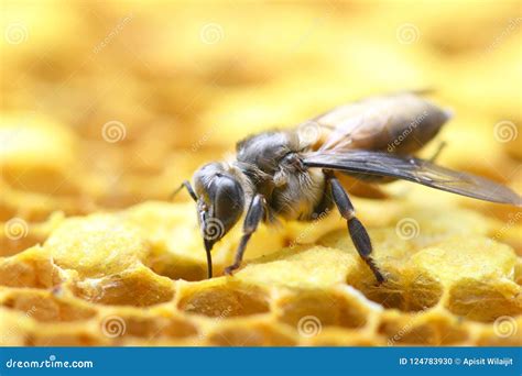 Honey Bees on bee hive. stock photo. Image of nature - 124783930