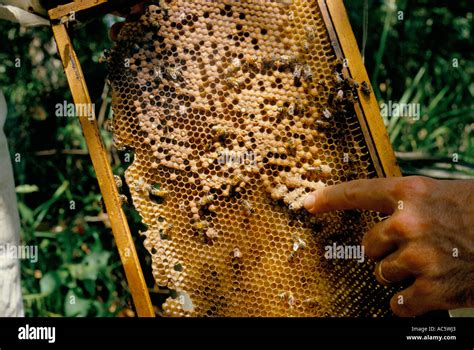 Africanized bee hive hi-res stock photography and images - Alamy