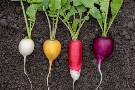 How to Plant and Grow Radishes | Gardener’s Path