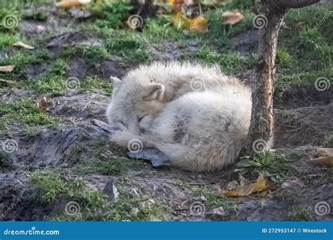 A white wolf sleeping stock image. Image of head, canada - 272953147