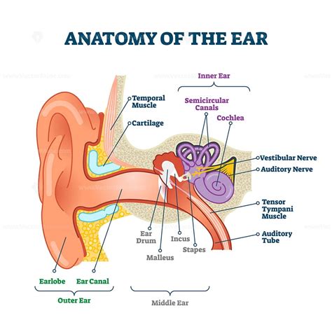 Ear Anatomy Model Labeled Anatomy Drawing Diagram | The Best Porn Website