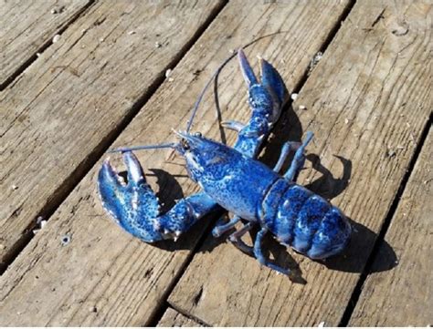 Blue Lobster at the Jersey Shore and Other Cool Facts