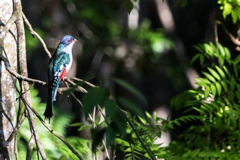 The Tocororo, the national bird of Cuba