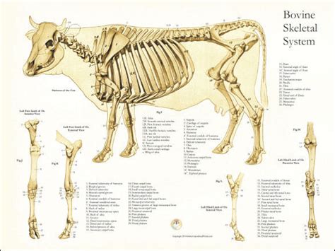 Skeletal Anatomy of the Cow Poster