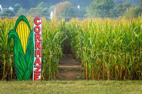 Corn Maze Designs