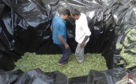 Silage Making Process Information Guide | Agri Farming