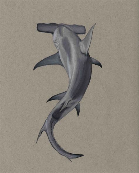 Hammerhead Shark Drawing Print | Etsy