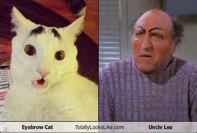 Eyebrow Cat Totally Looks Like Uncle Leo - Totally Looks Like