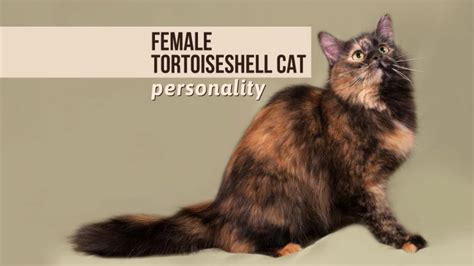 A Guide To Female Tortoiseshell Cat Personality And Behavior