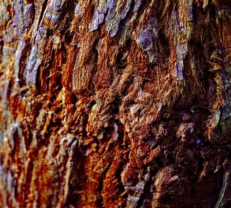 Redwood Tree Bark Closeup Free Stock Photo - Public Domain Pictures