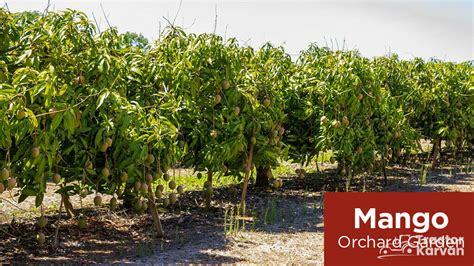 What is Orchard Farming, Types and Importance