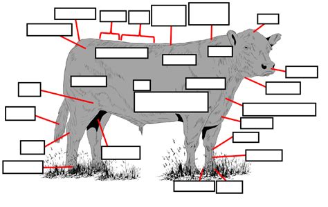 External Anatomy of a Bull Diagram | Quizlet