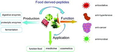 Bioactive peptides from foods: production, function, and application - Food & Function (RSC ...