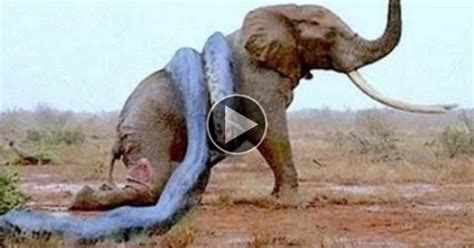 OMG!!! Anaconda VS Elephant