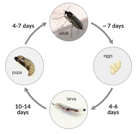 Drain Fly Larvae Life Cycle - Best Drain Photos Primagem.Org