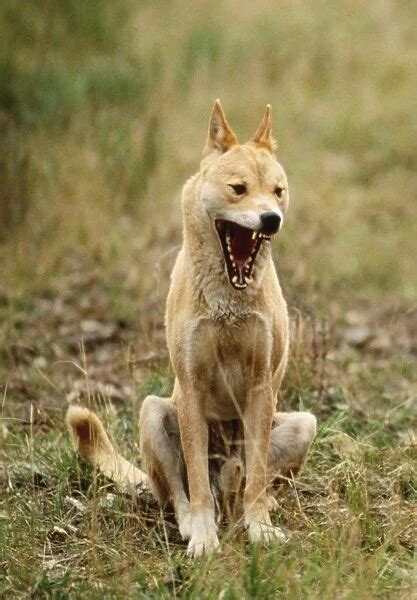 Dingo. JPF-182460-M Dingo with mouth open Canis Our beautiful Wall Art and Photo Gifts include ...