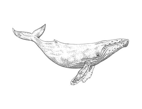 Humpback Whale Line Drawing