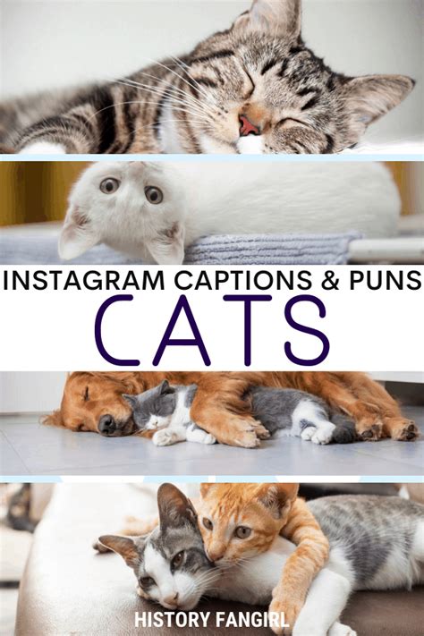 101 Catchy Cat Puns & Kitten Puns for Captions & Statuses - History Fangirl