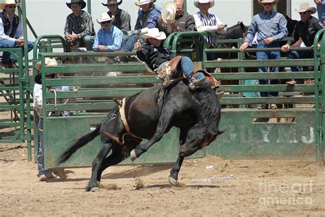 PBR bareback bronc riding Photograph by Cheryl Poland