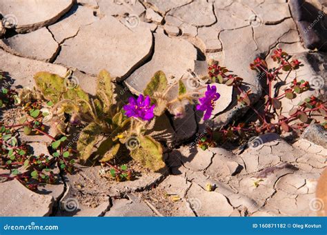 Stone Desert, Flowering Plants Xerophytes, Desert Landscape of a Dried Up River Bed in Texas ...