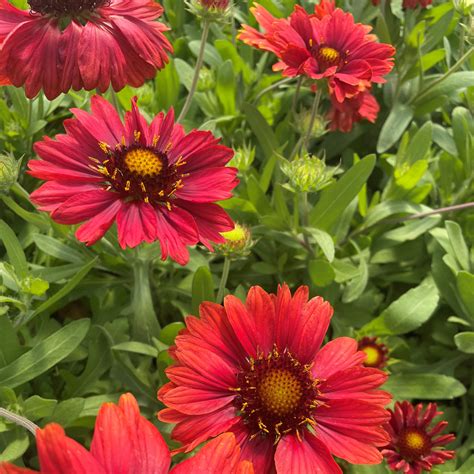 Gaillardia x grandiflora 'Mesa™ Red' - Blanket Flower (4" Pot) | Little Prince To Go