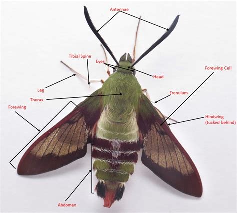 Anatomy Of A Moth - Anatomy Book