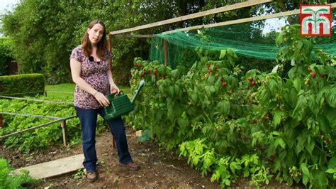 How Big Do Raspberry Bushes Grow – Raspberry