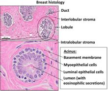 Lumen (anatomy) - Wikipedia