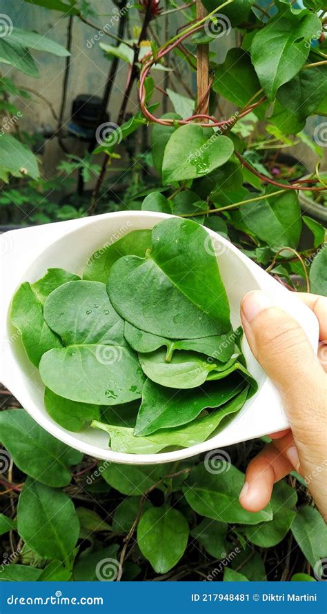 Binahong Green Leaves for Herbs. Anredera Cordifolia Stock Image - Image of anredera, branch ...