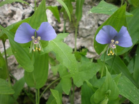 Natives from the Edwards Plateau: Canyon Habitat