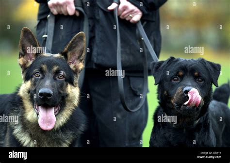 German Shepherd police dog Archie, left, and Buster, a Rottweiler ...