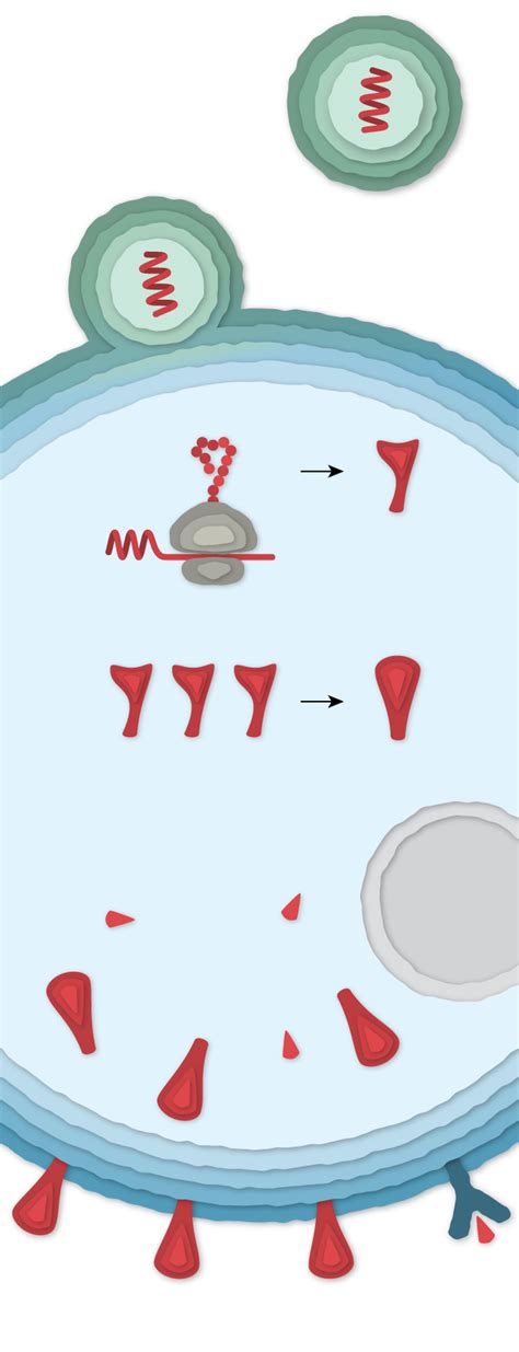 How Moderna’s Covid-19 Vaccine Works - The New York Times