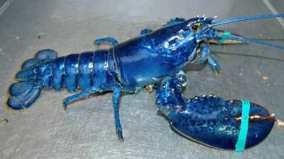 50 Shades of Lobster Red: What Color are Lobsters, Really?