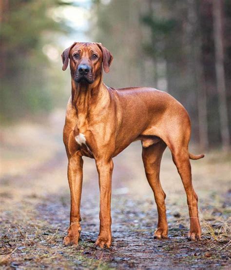 Rhodesian Ridgeback Dog - Lab Mix Puppy Facts - Dog Dwell