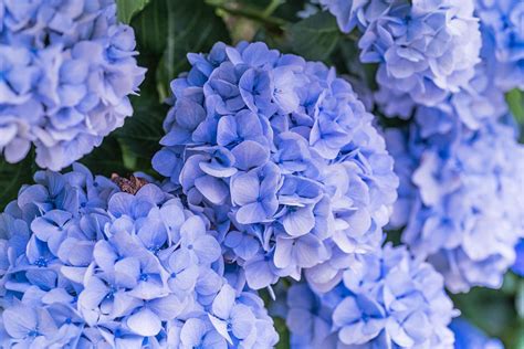 How to Change the Color of Your Hydrangeas | Martha Stewart