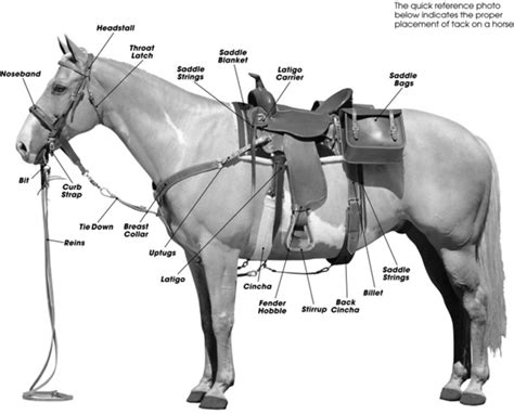 How to Tack up your Horse for Western Riding