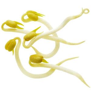 Bean Sprouts – Deluxe Produce