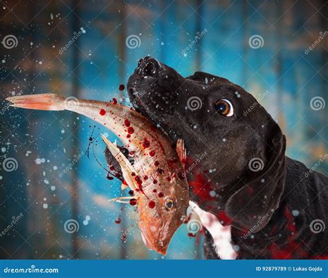 Black dog eating raw fish. stock image. Image of cosplay - 92879789