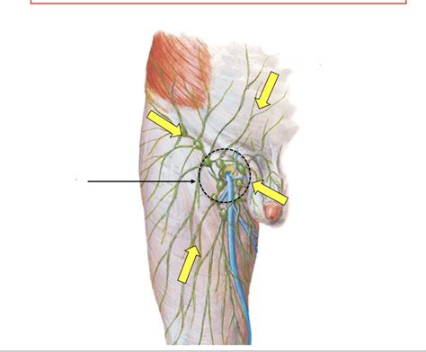 Pictures Of Lymph Nodes In Groin Area – NBKomputer