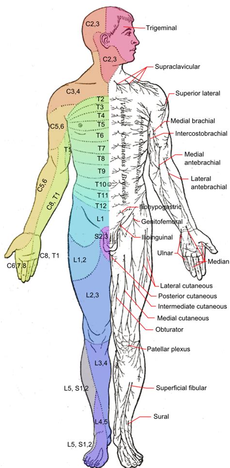 Diagram Of Nerve Pathways In Human Torso