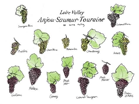 Vector Visual Guide Wine Grape Varieties Stock Vector, 43% OFF