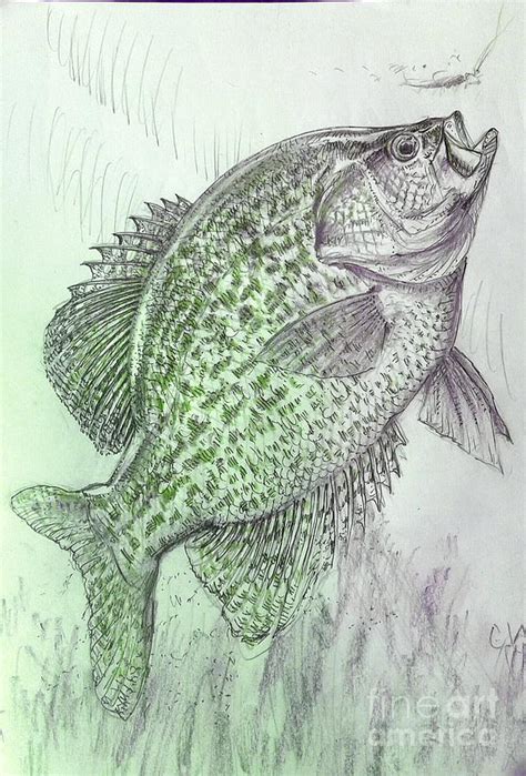 Crappie Drawing at PaintingValley.com | Explore collection of Crappie Drawing