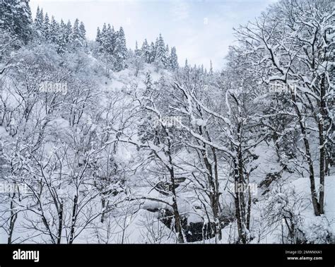 Snow-covered trees in Niigata Prefecture, Japan, seen from a train on the Joetsu Shinkansen line ...