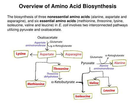 PPT - Amino Acid Metabolism 2: Amino acid biosynthesis, amino acids are metabolites, metabolic ...