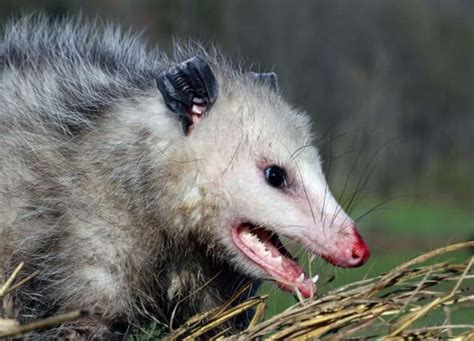 Opossum Teeth Facts | Outdoor Pests