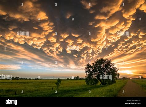 Beautiful scene of the Great Plains, USA at sunset. Lone tree below colorful mammatus clouds at ...